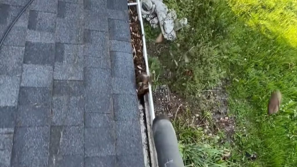 Rain Gutter Cleaning Service​